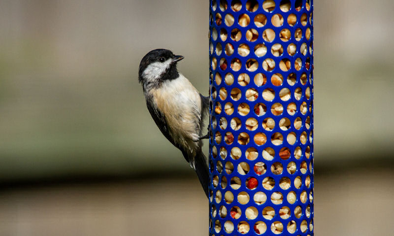 Carolina Chickadee clinging to steel mesh style bird feeder filled up with peanuts