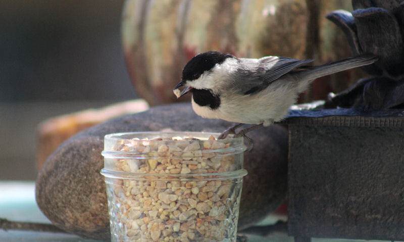 Black-capped Chickadee feeding out of plastic pot full of mix feed