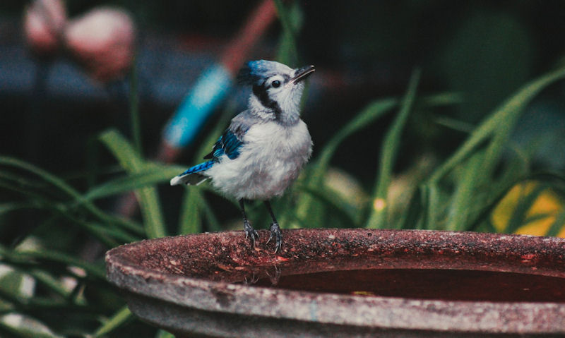 Young Blue Jay perched on rim of dark rim, weathered bird bath bowl