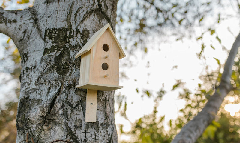 Untreated wooden bird house mounted to birch tree