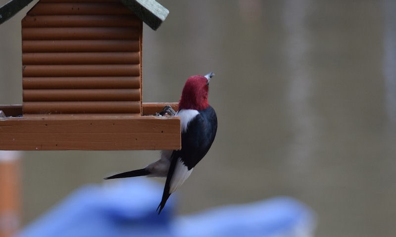 Red-Headed Woodpecker clinging to painted brown hanging seed feeder