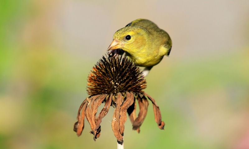 American Goldfinch foraging on coneflower top