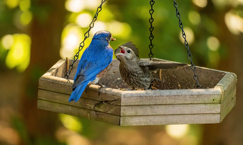 Eastern Bluebird feeding her young dried mealworms on open hanging platform feeder