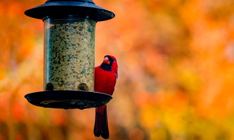 Male Northern Cardinal perched on rim of rounded panoramic seed feeder at sunset