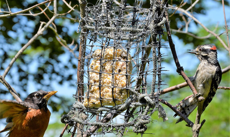 American Robin attempting to use suet bird feeder with Downy Woodpecker