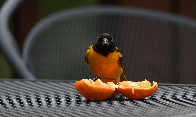 Baltimore Oriole feeding on orange slices positioned on outdoor table