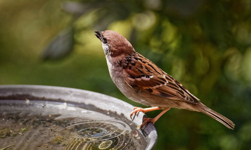 Sparrow perched on rim of shallow water bird bath