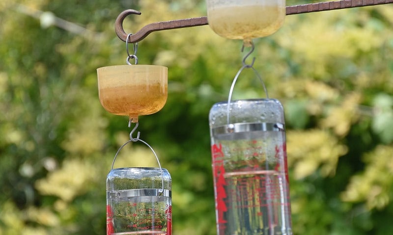 Focus on two hanging hummingbird feeders hung under ant moats on pole