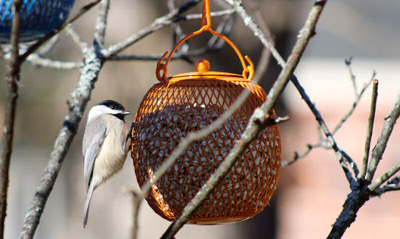 Black-capped Chickadee perched on orange wire ball bird feeder within tree branches