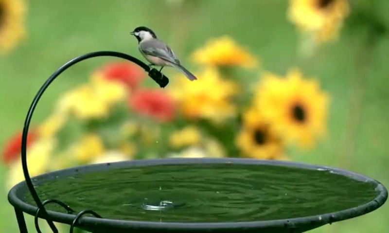 Black-capped Chickadee perched on top of bird bath dripper tube
