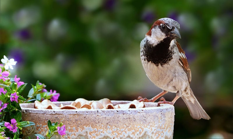 Sparrow perched on edge of stone ground bird feeder