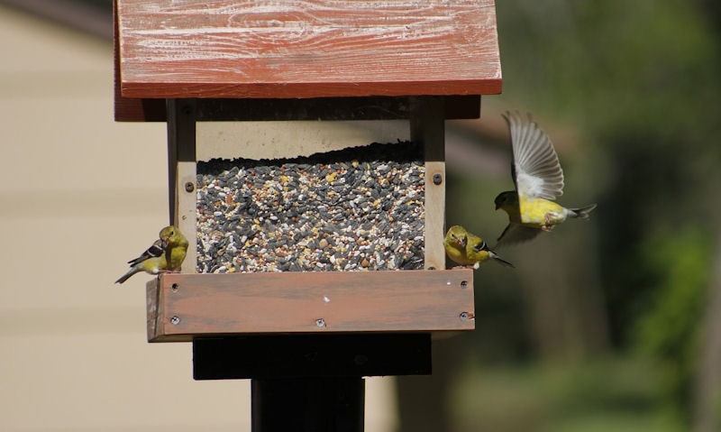 American Goldfinches feeding off large wooden hopper bird feeder on post