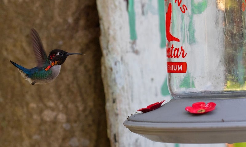 Hummingbird flying towards clear glass bottle hummingbird feeder