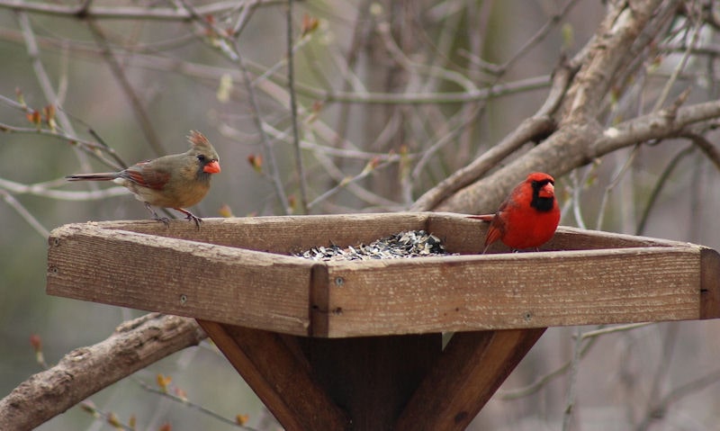 Male, female Northern Cardinals share seeds on a wooden platform bird feeder
