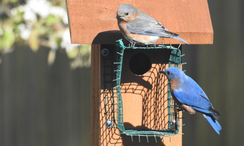 Bluebirds perched on cage-style predator guard mounted to birdhouse