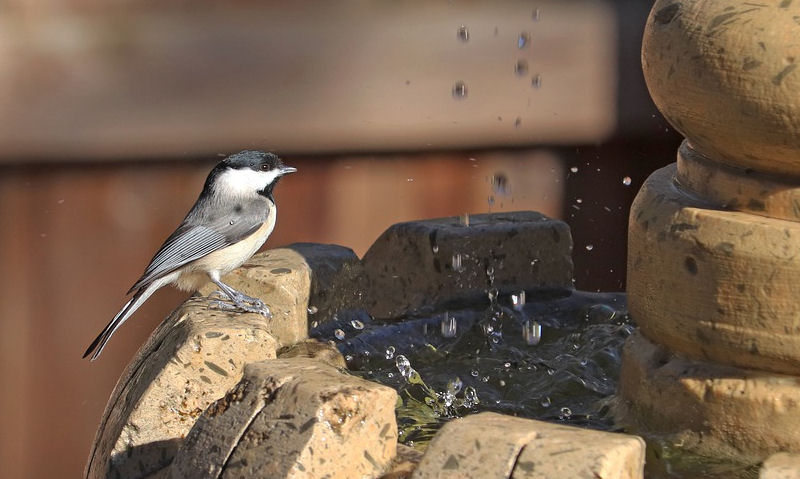 Black-capped Chickadee perched on rim of fountain bird bath