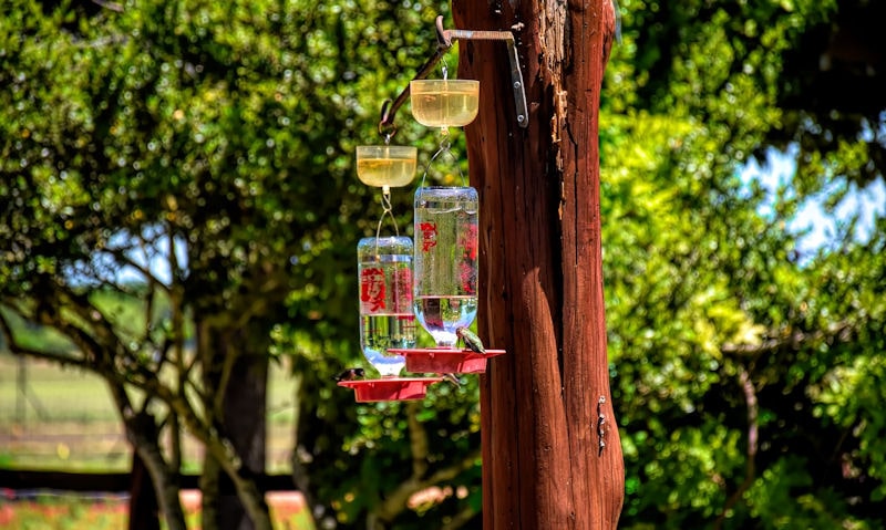 What is an ant moat on a Hummingbird feeder