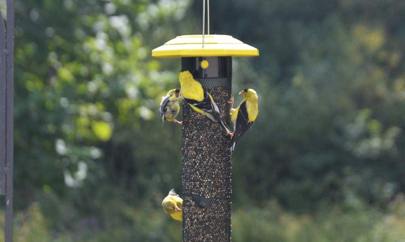 American Goldfinches perched on wire mesh yellow top thistle finch feeder