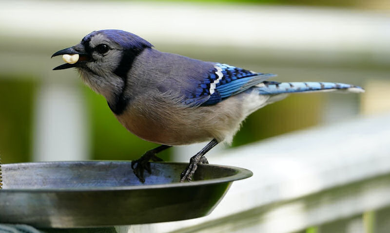 Blue Jay perched on deck mounted open top dish with nut in bill