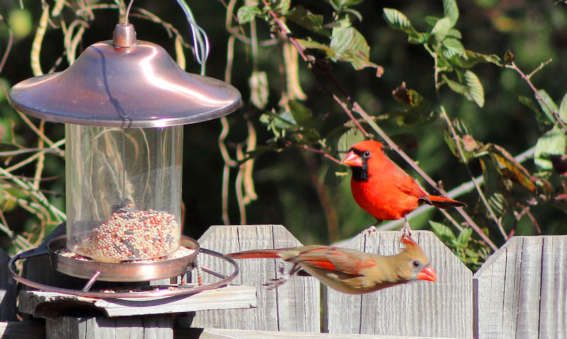 Male Cardinal weighing up options to perch on seed feeder resting on top of a fence post, female is seen flying away