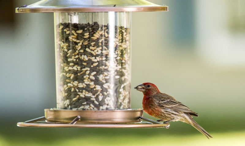 House Finch perched on clear window seed feeder hanging in tree
