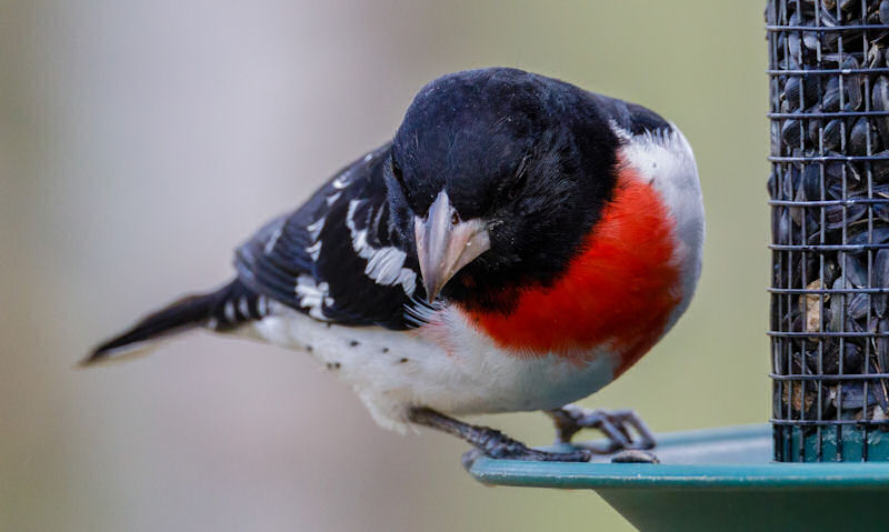 Rose-breasted Grosbeak awkwardly perched on sunflower seed feeder