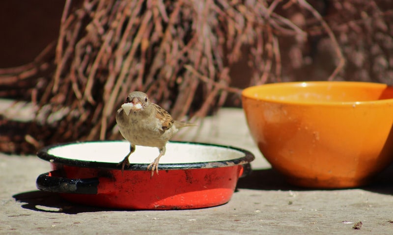 What kitchen scraps can birds eat (with 9 food ideas) - Wildlifeful