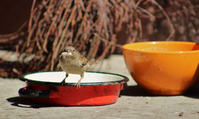 Sparrow with scrap of food in bill taken out of bowl left outdoors