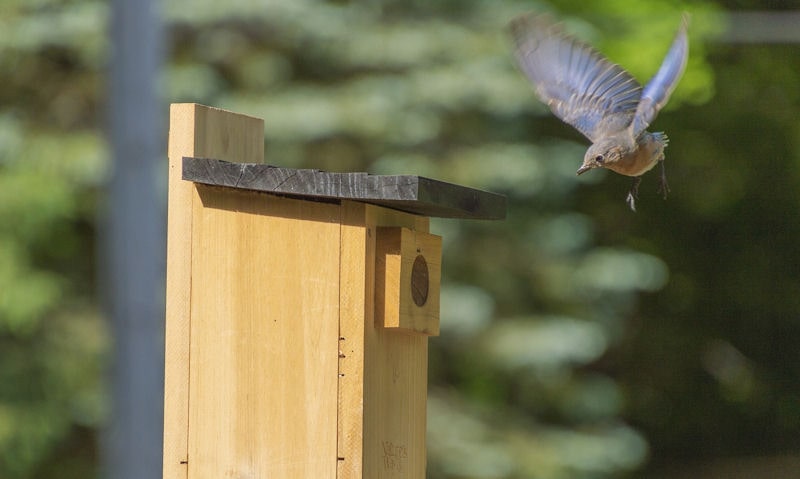 Bluebird approaching bird house on pole while in flight