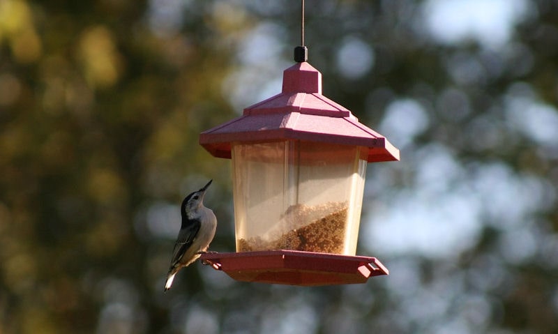 White-breasted Nuthatch perched on wire hanging panoramic seed feeder