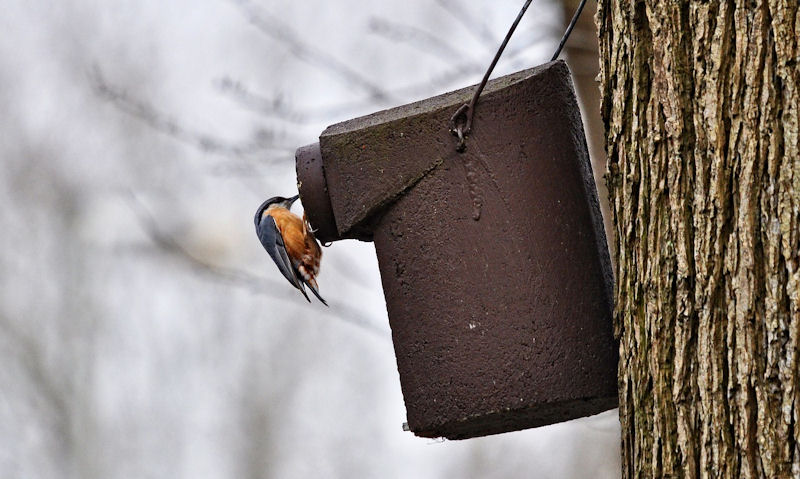 Red Breasted Nuthatch inspecting entrance hole of woodcrete bird house, hanging off tree trunk