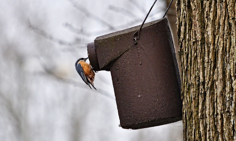 What makes a good bird house