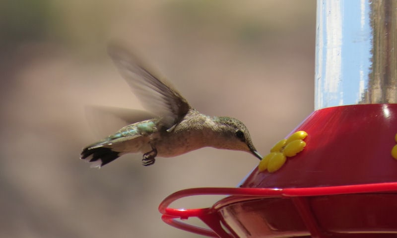 Hummingbird feeding off hanging hummingbird feeder in hover