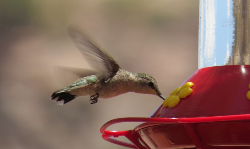 What makes a GOOD Hummingbird feeder