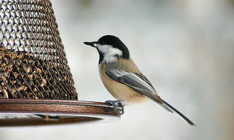 Black-capped Chickadee perched on seed feeder, with sunflower seed in bill