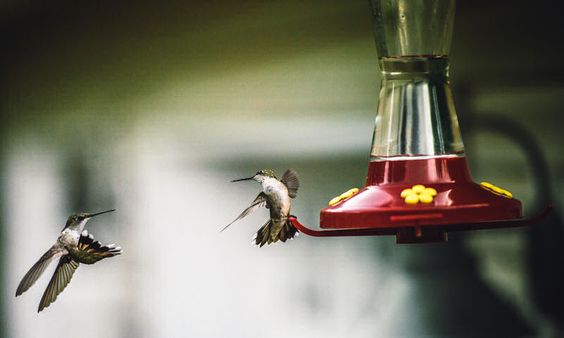 Medium size capacity hummingbird feeder occupied by two hummingbirds