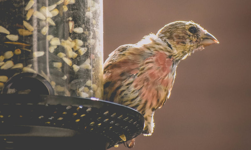 House Finch perched on clean seed feeder, facing outwards