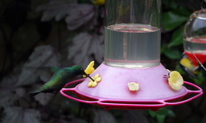 Hummingbird feeding with bee wedged under feeder nectar well