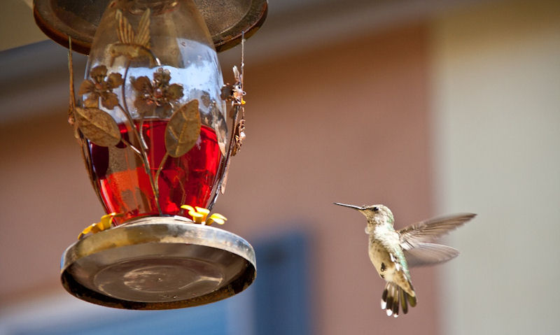 Hummingbird approaching decorative copper hummingbird feeder