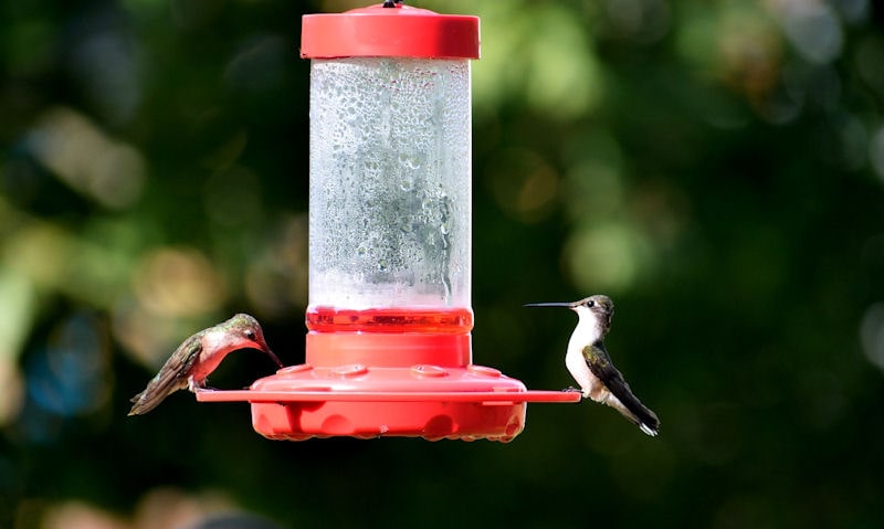 Two hummingbirds occupy a nectar-filled hanging hummingbird feeder