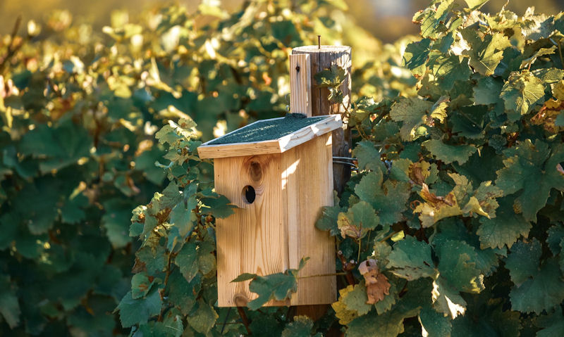 What to put in a birdhouse