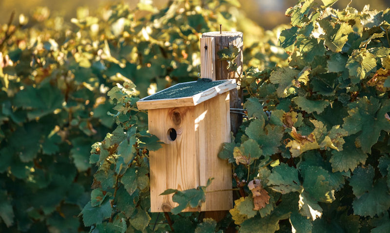 Weathered, unpainted birdhouse mounted to post situated within vegetation