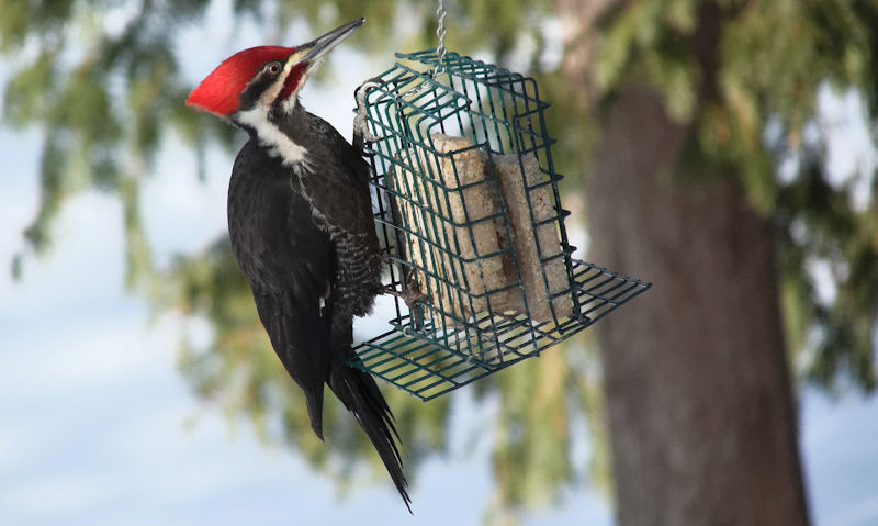 Pileated Woodpecker clinging onto caged suet feeder hanging off tree branch