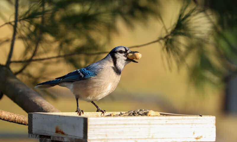 Blue Jay perched on bird table rim with whole shell peanut in bill