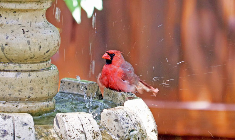 Northern Cardinal perched on rim of stone fountain bird bath