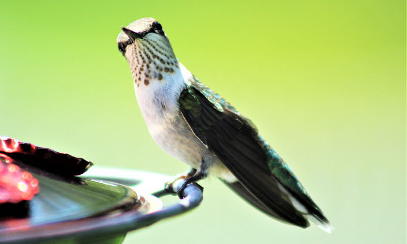 Curious Hummingbird perched on feeder, looking towards camera lens