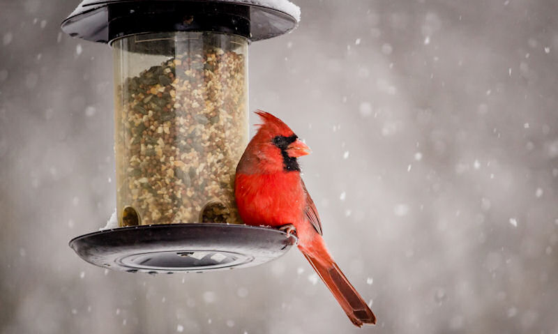 Male Northern Cardinal perched on rim of panoramic seed feeder in snowy conditions