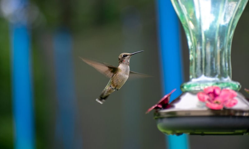 Hummingbird approaching green glass bottle hanging feeder