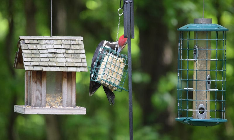 Pileated Woodpecker perched on caged suet feeder hanging off bird feeding station