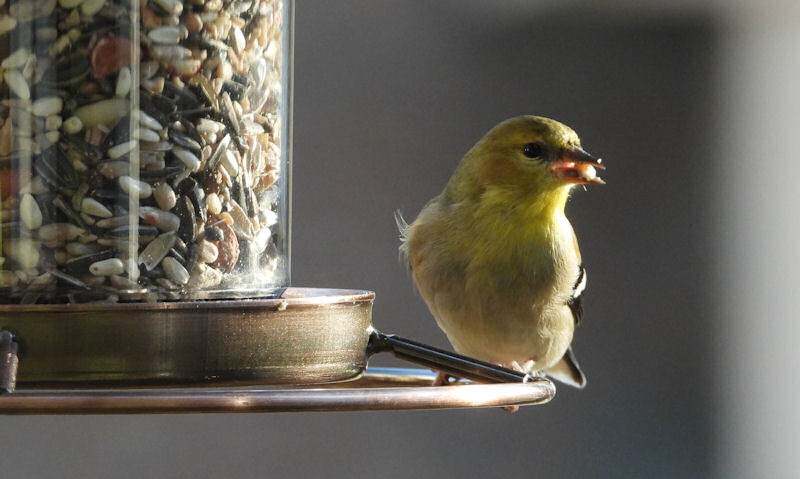 Finch perched on clear tube seed feeder